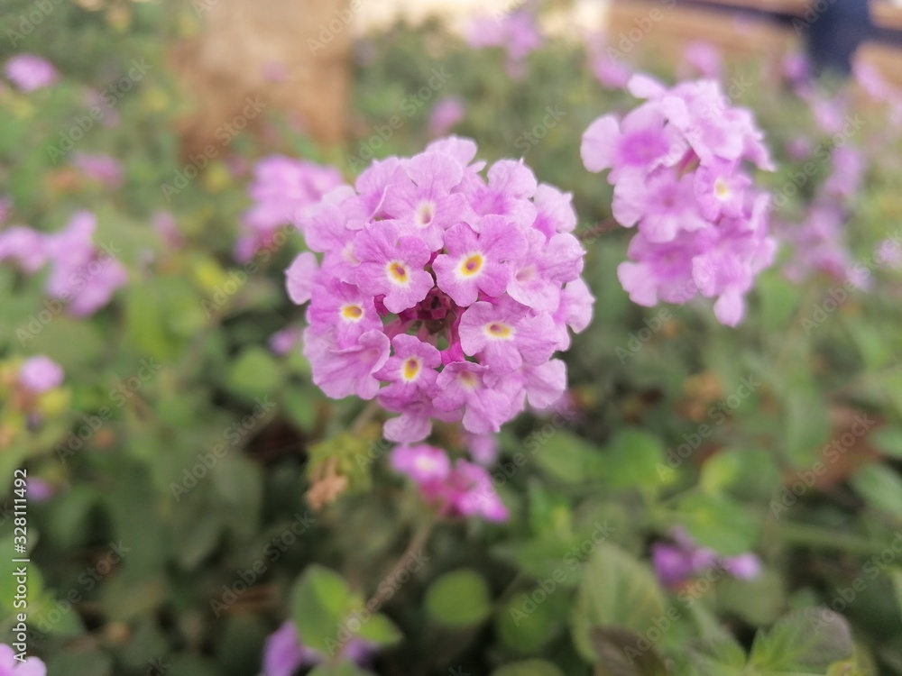 Primer plano flores la Latana en España Andalucía Primer plano flores la Latana en España Andalucía