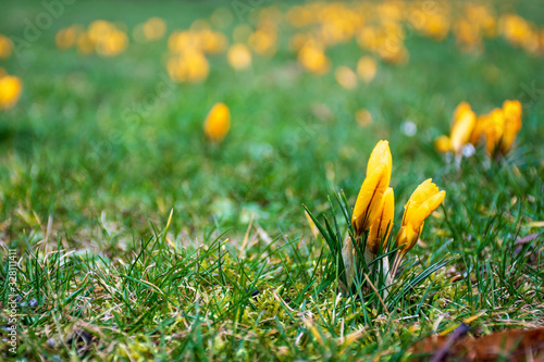 First flowers of spring on the green grass field after the rain. Blooming crocuses. Yellow orange flower