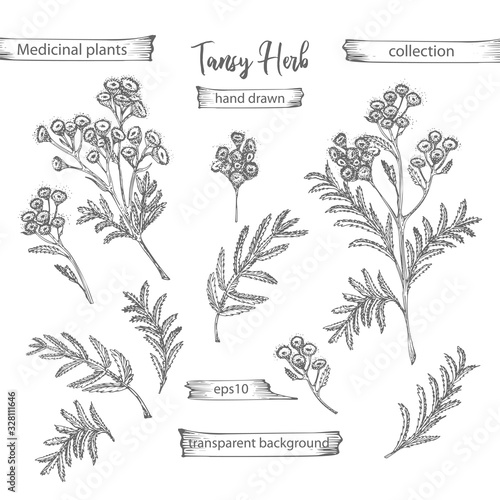 Set hand drawn of tansy, lives and flowers in black color isolated on white background. Retro vintage graphic design. Botanical sketch drawing, engraving style