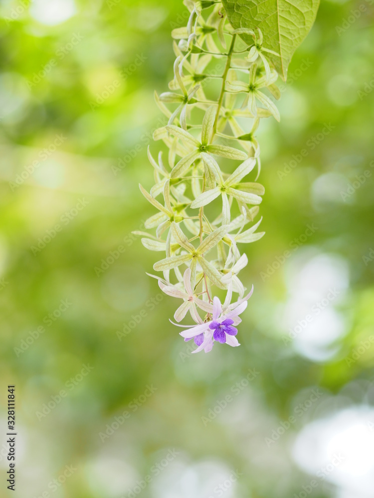 Sandpaper Vine. Purple Wreath. flower bunch purple bouquet of five petals, like a five pointed petal Sandpaper Vine. Purple Wreath. flower bunch purple bouquet of five petals, like a five pointed petal