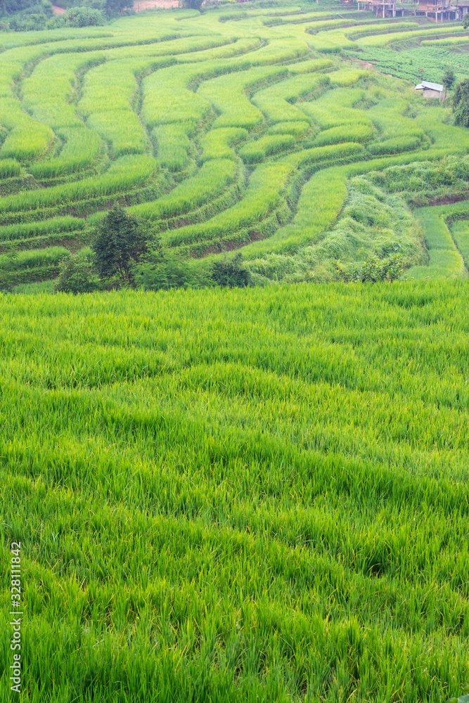 Green rice terrace and farm in Chiang Mai, Thailand