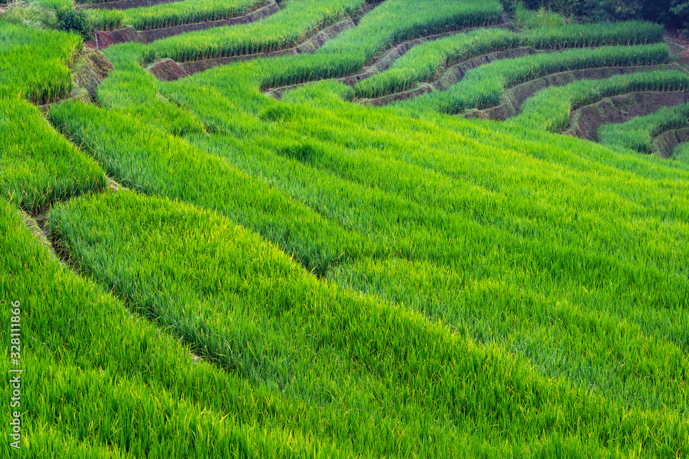 Green rice terrace on mountain in Chiang Mai, Thailand
