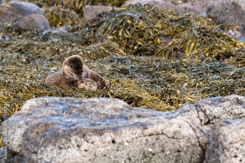 Fototapeta premium European Otters(Lutra lutra) mother and cub resting on shore