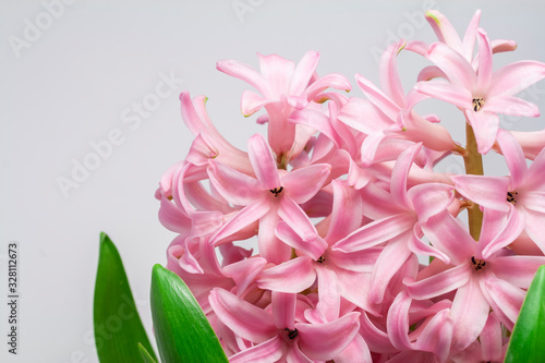 Fototapeta Naklejka Na Ścianę i Meble -  Close up shot of a hyacinth flower.