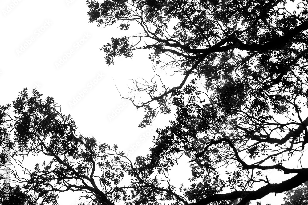 Fototapeta premium Winter tree branches