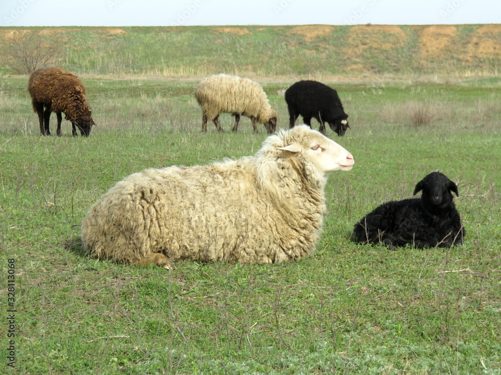 Leisurely rest of the sheep on the pasture Leisurely rest of the sheep on the pasture