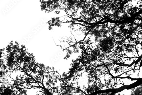 Winter tree branches