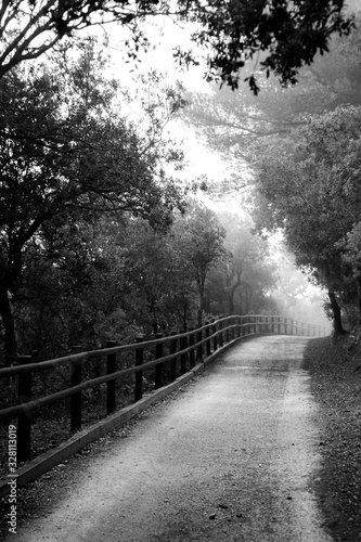forest road