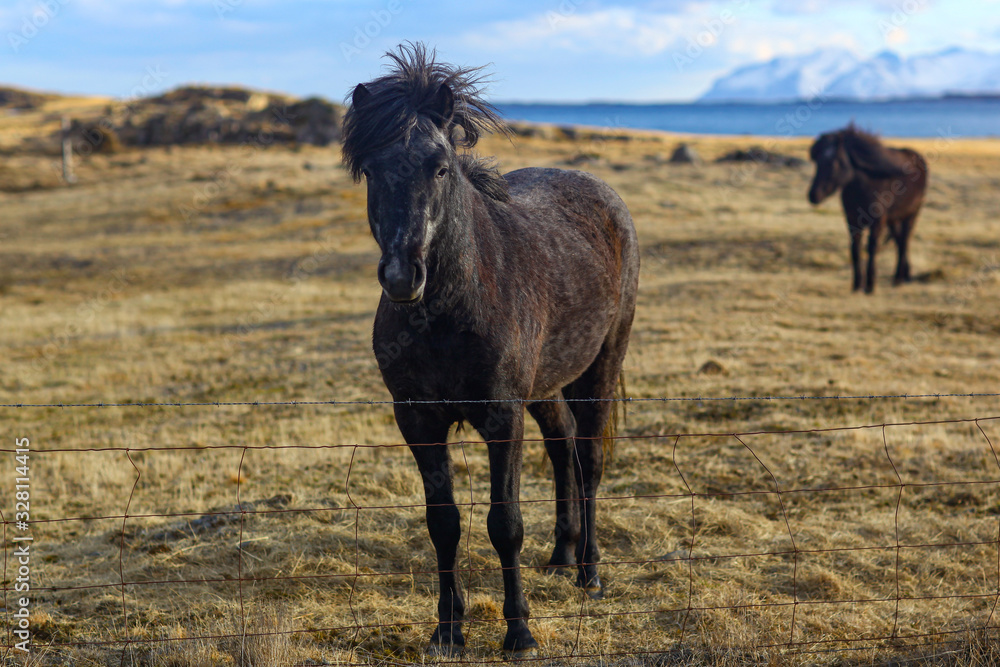 Brown-haired Icelandic horse in sunrise sun in spring
