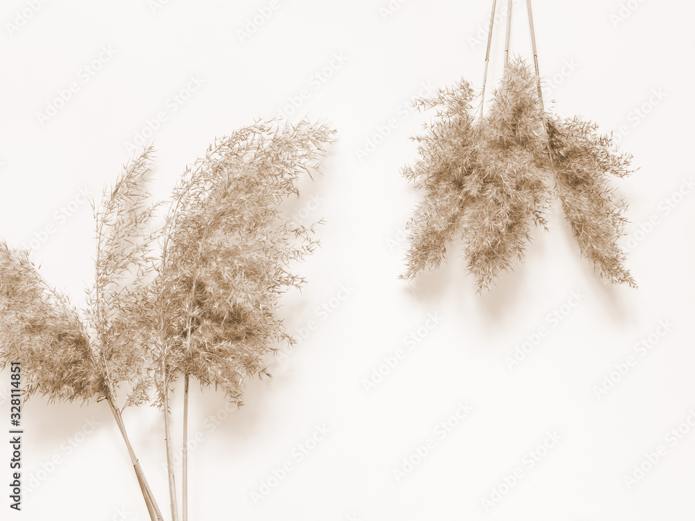 Dry beige reed on a white wall background. Beautiful nature trend decor. Minimalistic neutral concept - obrazy, fototapety, plakaty 
