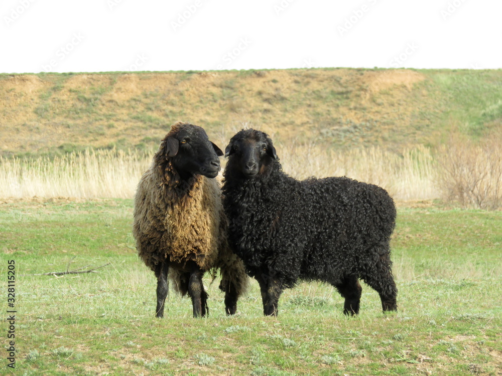 Leisurely rest of the sheep on the pasture Leisurely rest of the sheep on the pasture