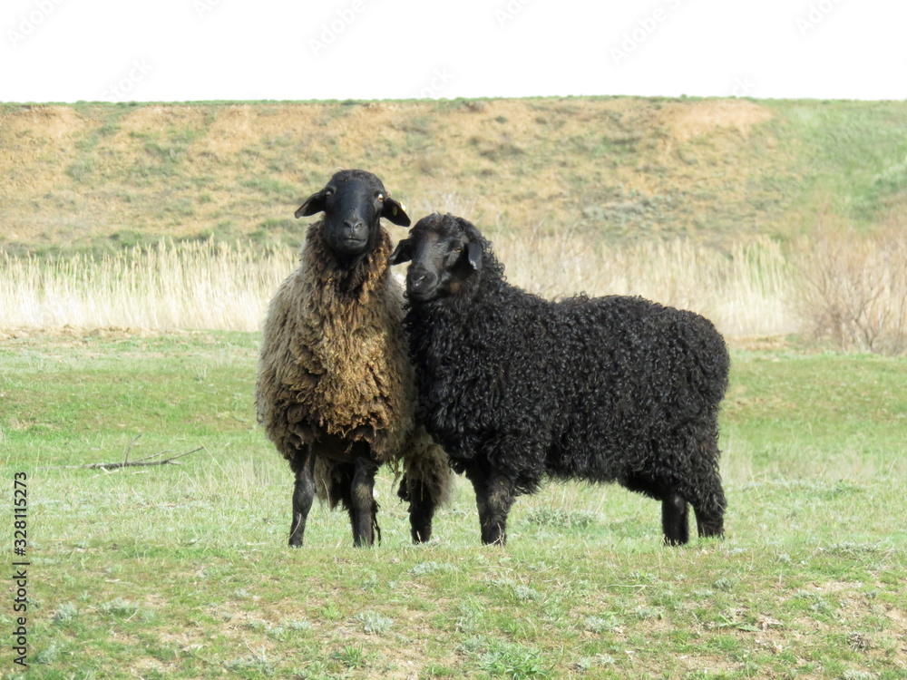 Leisurely rest of the sheep on the pasture Leisurely rest of the sheep on the pasture