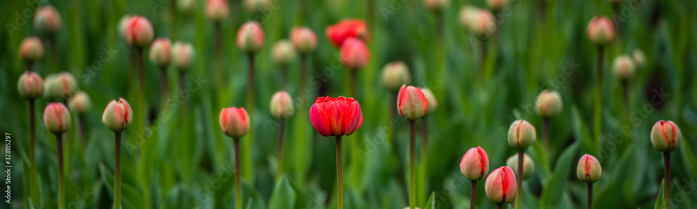 Allphotokz Tulips 20160410 0211 D810 Allphotokz Tulips 20160410 0211 D810