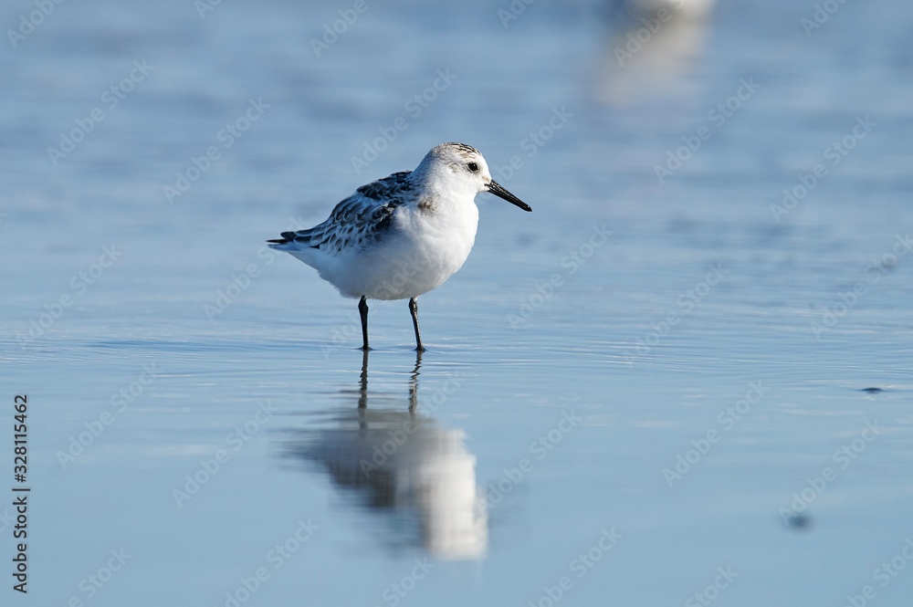 Sanderling (Calidris alba) foraging on beach, Cherry Hill Beach, Nova Scotia, Canada Sanderling (Calidris alba) foraging on beach, Cherry Hill Beach, Nova Scotia, Canada