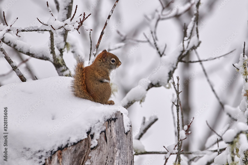 Red Squirrel (Tamiasciurus hudsonicus) in snow, Cherry Hill, Nova Scotia, Canada, Red Squirrel (Tamiasciurus hudsonicus) in snow, Cherry Hill, Nova Scotia, Canada,
