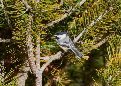 Black-capped Chickadee (Poecile atricapillus), Cherry Hill, Nova Scotia, Canada, photo