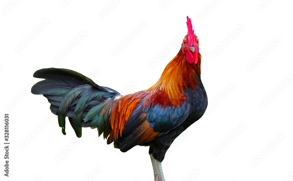 Rooster bantam crows isolate on white background. Rooster bantam crows isolate on white background.