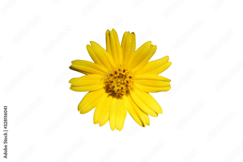 Yellow flowers isolated on white background. Yellow flowers isolated on white background.