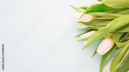 Tender, white tulips on a gray-blue background
