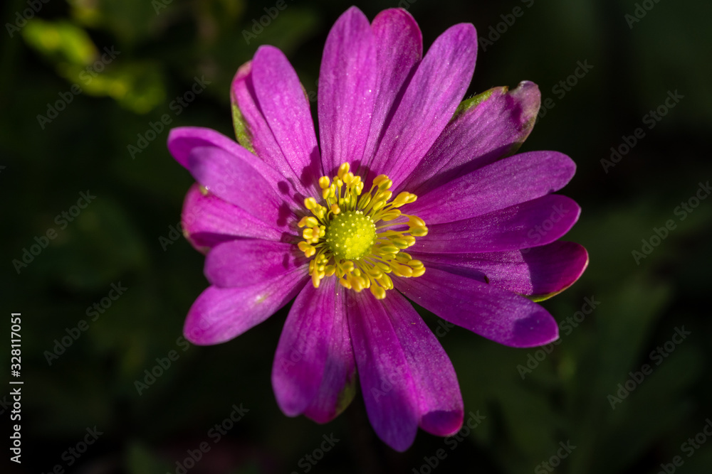 Purple flower with yellow core in last rays of afternoon sunlight