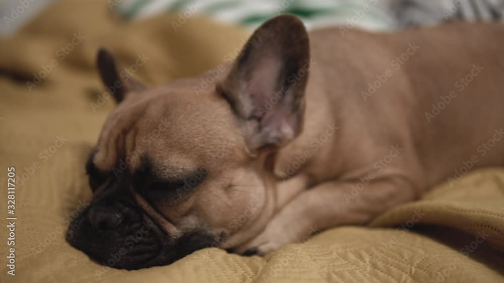 Depressed bored french bulldog resting on blanket, closeup Depressed bored french bulldog resting on blanket, closeup