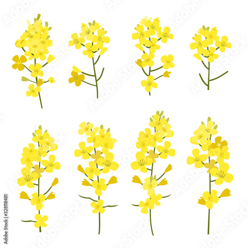 Rapeseed flowers set isolated on white background. Design elements of Brassica napus blossom, vector illustration