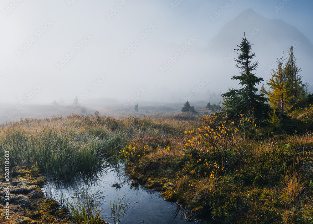 Fototapeta premium Traveler walking in autumn wilderness with swamp in misty