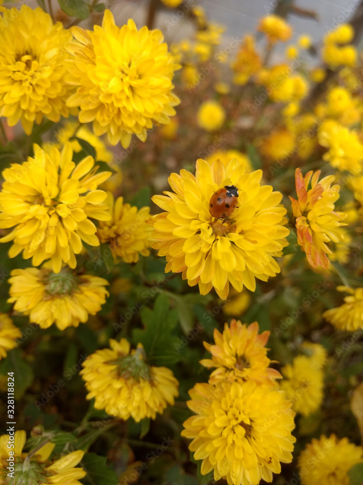 Ladybugs on yellow flowers in the garden Ladybugs on yellow flowers in the garden