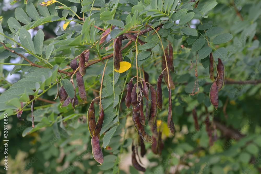 Gewöhnliche Robinie (Robinia pseudoacacia) StockFoto Adobe Stock