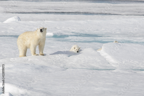 Wild polar bear (Ursus maritimus) mother and cub on the pack ice © Alexey Seafarer