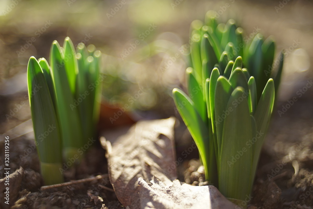 Fresh green sprouts of daffodils flowers grow in the garden. Fresh green sprouts of daffodils flowers grow in the garden.