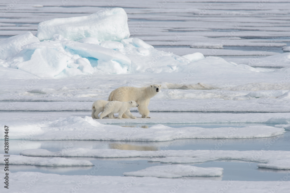 Wild polar bear (Ursus maritimus) mother and cub on the pack ice Wild polar bear (Ursus maritimus) mother and cub on the pack ice