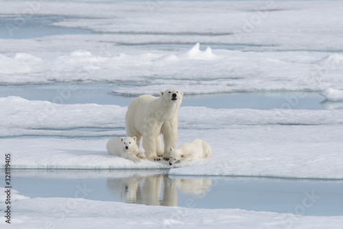 Wild polar bear (Ursus maritimus) mother and cub on the pack ice