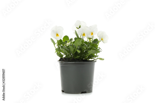 White pansies in flower pot isolated on white background