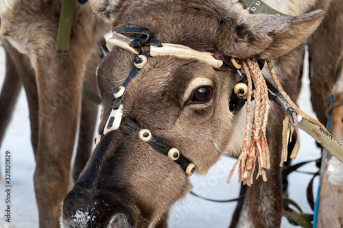 Portrait of a deer in a harness close-up. Selective focus.