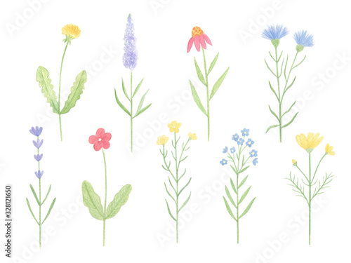 Watercolor wild flowers hand drawn clip art set isolaterd on white background. Summer meadow, wildflowers collection. Perfect for print, pattern, greeting card design. 