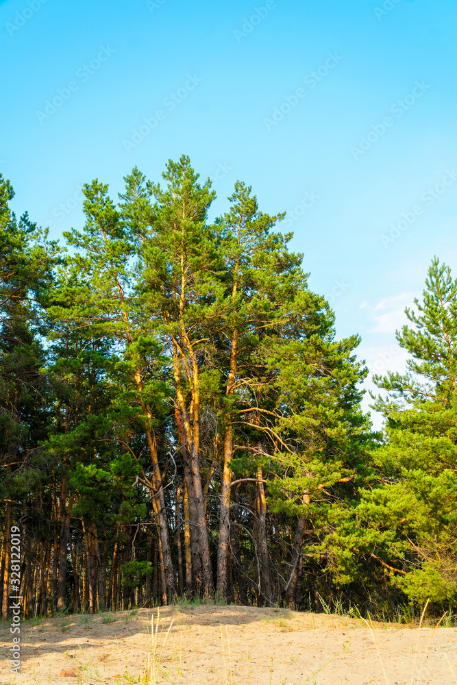 Obraz premium Pines on the sand against the blue sky