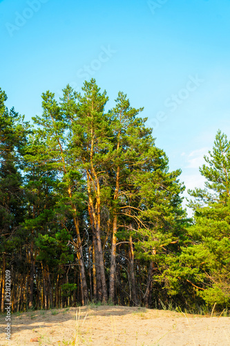 Pines on the sand against the blue sky