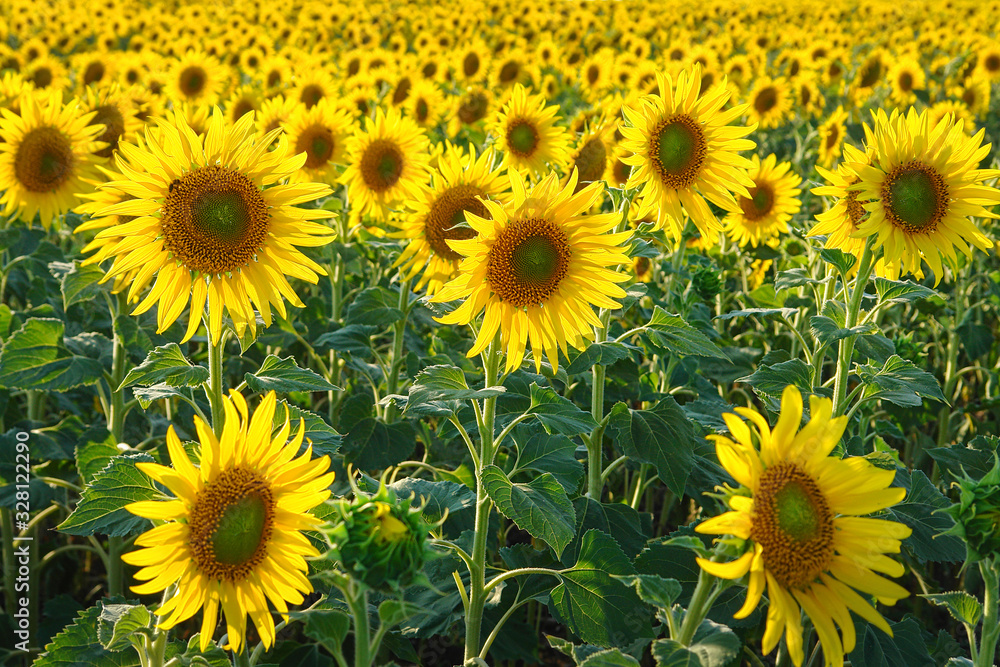 Yellow flowers of sunflowers on field