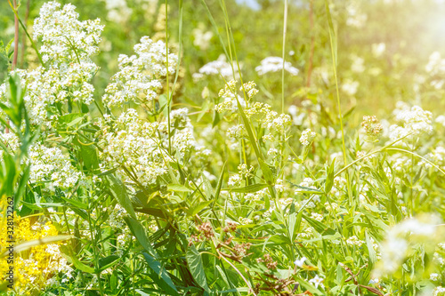 White meadow flower yarrow on natural background