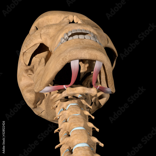 This 3d illustration shows the digastric muscles on skeleton photo