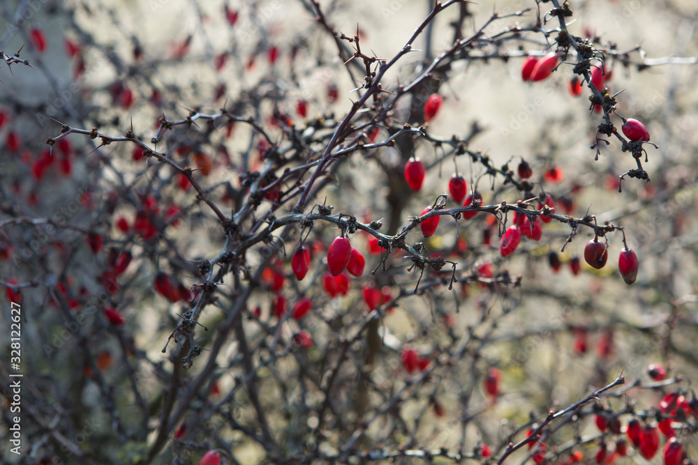 bushes of the barberry plant with dried last year berries, without leaves with thorns. Blurred natural background bushes of the barberry plant with dried last year berries, without leaves with thorns. Blurred natural background