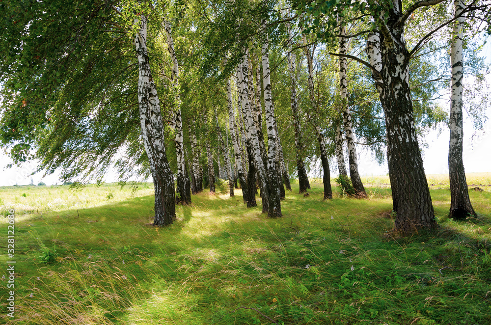 Birch trees Birch trees