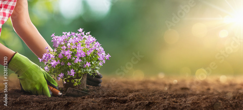 Planting Flowers in a Garden Closeup photo