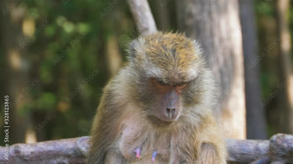 Shy mom macaque tossing his head in the jungle on Thailand island. Movie color grade. Close-up shot. Shy mom macaque tossing his head in the jungle on Thailand island. Movie color grade. Close-up shot.