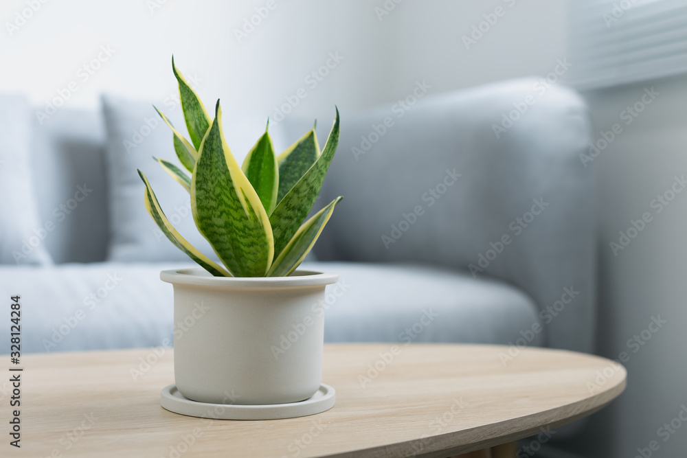 Decorative sansevieria plant on wooden table in living room. Sansevieria trifasciata Prain in gray ceramic pot. - obrazy, fototapety, plakaty 