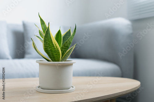 Decorative sansevieria plant on wooden table in living room. Sansevieria trifasciata Prain in gray ceramic pot. photo