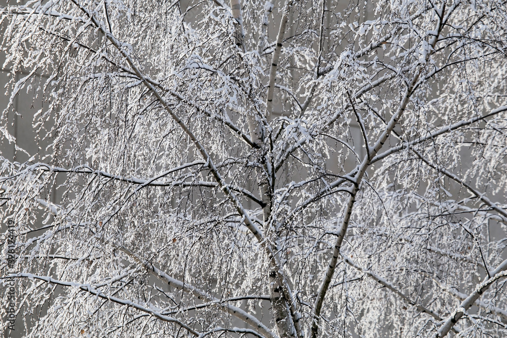Abstract winter composition. Snow on the tree branches. Abstract winter composition. Snow on the tree branches.