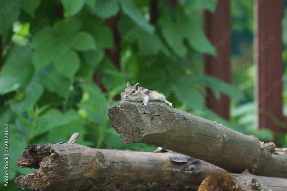 Fototapeta premium chipmunk resting on a log