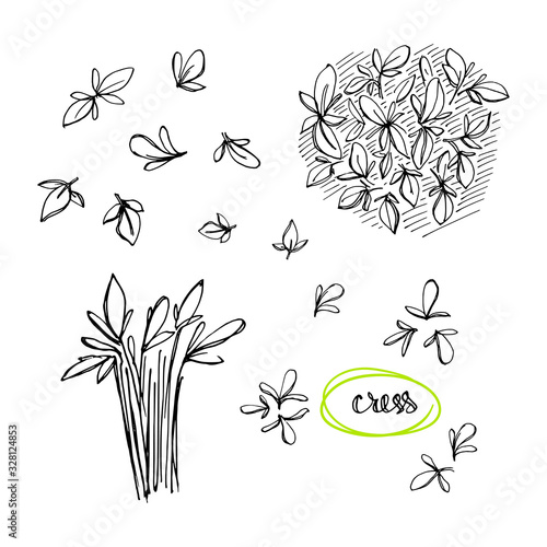 Cress sketch. Culinary herbs and salad leaves set. Hand drawn herbs and spices isolated on white background. Vector illustration